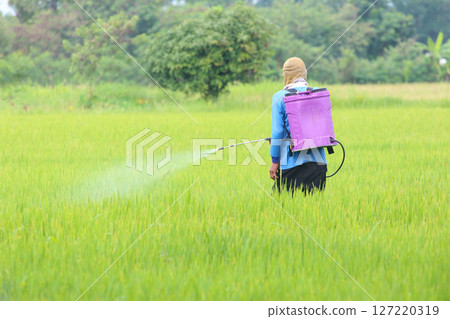 Farmer Spraying Pesticide in Green Rice Field 127220319