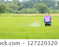 Farmer Spraying Pesticide in Rice Field 127220320