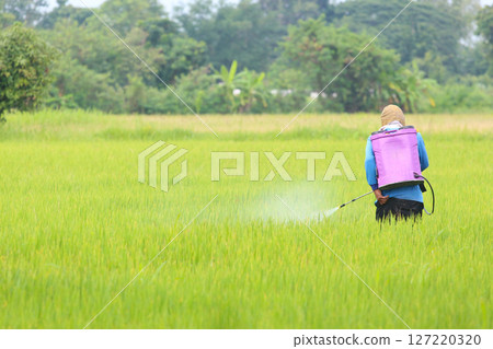 Farmer Spraying Pesticide in Rice Field 127220320