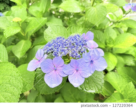 Hydrangea wet in the rain 127220364