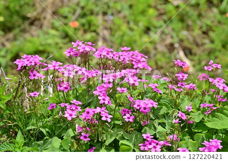 田野裡盛開的紫色酢漿草花 127220421
