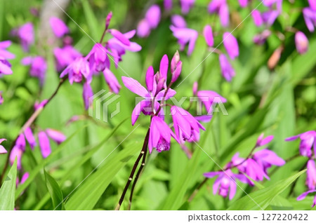 Purple flowers of the striated toad in the garden 127220422