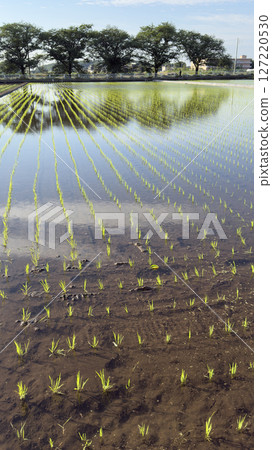 Rice seedlings after planting Rice seedlings after planting 127220530