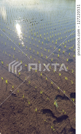 Rice seedlings after planting Rice seedlings after planting 127220531