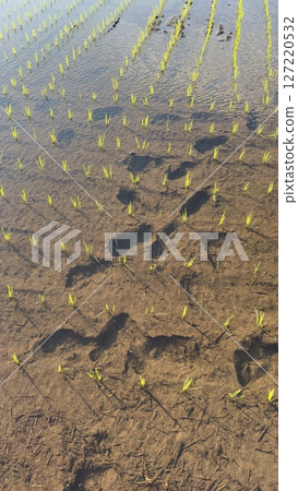 Rice seedlings after planting Rice seedlings after planting 127220532