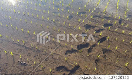 Rice seedlings after planting Rice seedlings after planting 127220533