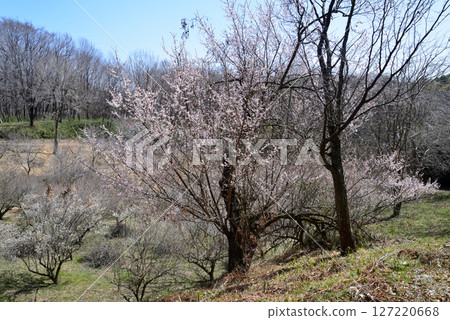 Kannonyama Plum Village 2025-3-4 #2 Kannonyama Plum Village 2025-3-4 #2 127220668