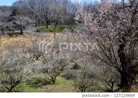 Kannonyama Plum Village 2025-3-4 #3 Kannonyama Plum Village 2025-3-4 #3 127220669