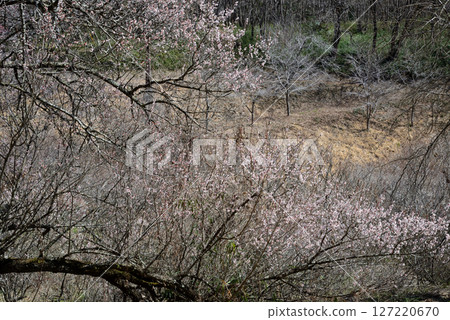 Kannonyama Plum Village 2025-3-4 #4 Kannonyama Plum Village 2025-3-4 #4 127220670