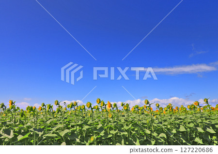 寬闊的向日葵田裡的向日葵花蕾和藍色的夏日天空 127220686