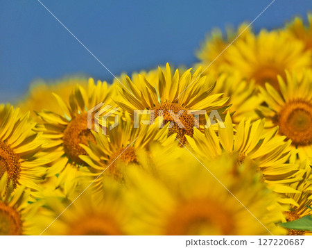 Large yellow sunflower blooming vigorously 127220687