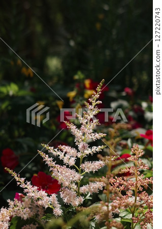 粉紅色花朵與草地景觀 127220743