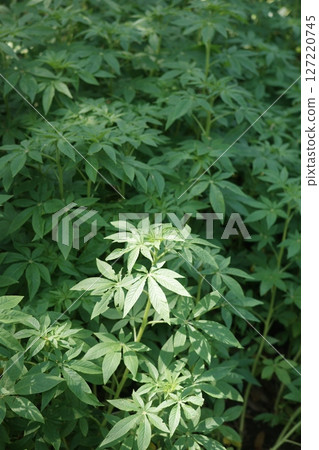 綠草景觀 127220745