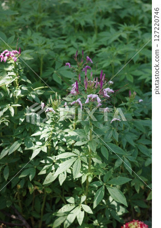 Green grass landscape 127220746