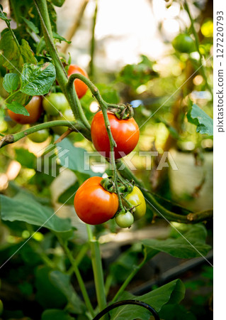 Smart farming techniques hydroponic salad vegetables technology tomato red green ensuring fresh sustainable produce agriculture promotes healthy eating support farmer living local community non gmo 127220793