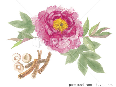 Watercolor painting of peony flowers and roots, peony bark, peony root 127220820