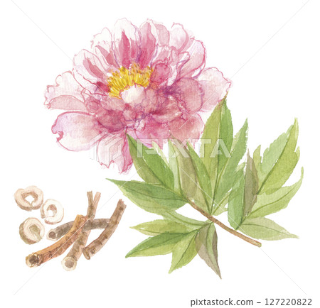 Watercolor painting of peony flowers and roots, peony bark, peony root 127220822