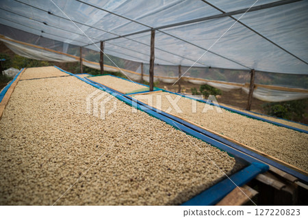 Farmer concept harvest ripe coffee seed robusta arabica berry close up fresh green leaf bean picking orange crop red yellow berries raw plant tree smart farm growth blur background eco organic garden 127220823
