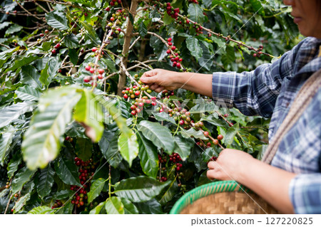 Farmer concept hand harvest ripe coffee seed robusta arabica berry close up fresh green leaf bean picking orange crop red yellow berries raw plant tree farm growth blur background eco organic garden Farmer concept hand harvest ripe coffee seed robusta arabica berry close up fresh green leaf bean picking orange crop red yellow berries raw plant tree farm growth blur background eco organic garden 127220825