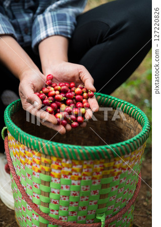 Farmer concept hand harvest ripe coffee seed robusta arabica berry close up fresh green leaf bean picking orange crop red yellow berries raw plant tree farm growth blur background eco organic garden 127220826