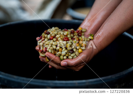 Farmer concept hand harvest ripe coffee seed robusta arabica berry close up fresh green leaf bean picking orange crop red yellow berries raw plant tree farm growth blur background eco organic garden Farmer concept hand harvest ripe coffee seed robusta arabica berry close up fresh green leaf bean picking orange crop red yellow berries raw plant tree farm growth blur background eco organic garden 127220836