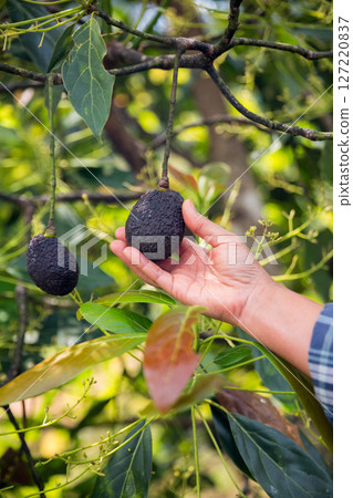 Smart avocado farming techniques hydroponic salad vegetables green ensuring fresh sustainable produce blur agriculture promotes healthy eating support farmer living local community non gmo hand pick Smart avocado farming techniques hydroponic salad vegetables green ensuring fresh sustainable produce blur agriculture promotes healthy eating support farmer living local community non gmo hand pick 127220837