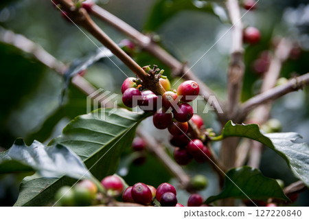 Farmer concept harvest ripe coffee seed robusta arabica berry close up fresh green leaf bean picking orange crop red yellow berries raw plant tree smart farm growth blur background eco organic garden Farmer concept harvest ripe coffee seed robusta arabica berry close up fresh green leaf bean picking orange crop red yellow berries raw plant tree smart farm growth blur background eco organic garden 127220840