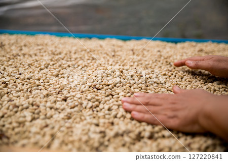 Farmer concept hand harvest ripe coffee seed robusta arabica berry close up fresh green leaf bean picking orange crop red yellow berries raw plant tree farm growth blur background eco organic garden Farmer concept hand harvest ripe coffee seed robusta arabica berry close up fresh green leaf bean picking orange crop red yellow berries raw plant tree farm growth blur background eco organic garden 127220841