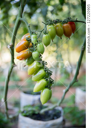 Smart farming techniques hydroponic salad vegetables technology tomato red green ensuring fresh sustainable produce agriculture promotes healthy eating support farmer living local community non gmo Smart farming techniques hydroponic salad vegetables technology tomato red green ensuring fresh sustainable produce agriculture promotes healthy eating support farmer living local community non gmo 127220905