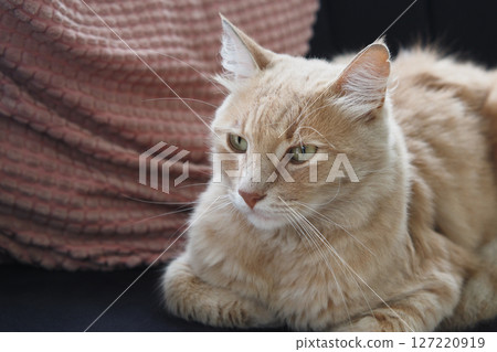 A Beautiful Golden Tabby Cat Enjoying Some Relaxing Moments on a Couch A Beautiful Golden Tabby Cat Enjoying Some Relaxing Moments on a Couch 127220919
