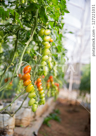 Smart farming techniques hydroponic salad vegetables technology tomato red green ensuring fresh sustainable produce agriculture promotes healthy eating support farmer living local community non gmo Smart farming techniques hydroponic salad vegetables technology tomato red green ensuring fresh sustainable produce agriculture promotes healthy eating support farmer living local community non gmo 127221031