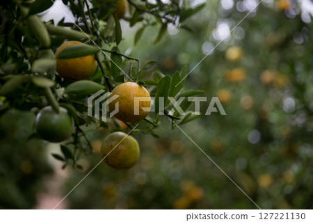 Business farm orange concept nature fruit citrus orchard mandarin tree growing, vibrant organic lush leaves background farmer green garden crop leaf ripe laden branches plant close up farming growth. 127221130