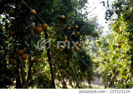 Business farm orange concept nature fruit citrus orchard mandarin tree growing, vibrant organic lush leaves background farmer green garden crop leaf ripe laden branches plant close up farming growth. Business farm orange concept nature fruit citrus orchard mandarin tree growing, vibrant organic lush leaves background farmer green garden crop leaf ripe laden branches plant close up farming growth. 127221134