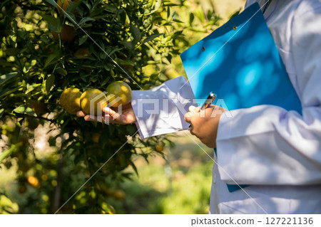 Business farm ripe orange concept farmer hand pick nature fruit citrus orchard mandarin tree growing organic lush leaves background green vibrant garden crop leaf laden branches plant close up growth 127221136