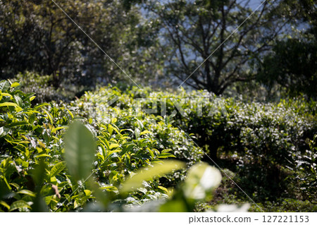 Business concept centers around fresh green tea reap background leaves organic farm with banner lush garden healthy plant tree leaves eco herbal farmer blur leaf plantation Freshness herbal natural Business concept centers around fresh green tea reap background leaves organic farm with banner lush garden healthy plant tree leaves eco herbal farmer blur leaf plantation Freshness herbal natural 127221153