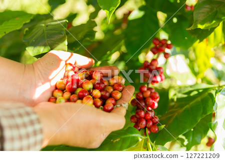 Close up hand harvest red ripe coffee seed robusta arabica berry harvesting coffee farm. Hand people harvest coffee bean ripe Red berries plant fresh seed coffee tree growth in green eco organic farm Close up hand harvest red ripe coffee seed robusta arabica berry harvesting coffee farm. Hand people harvest coffee bean ripe Red berries plant fresh seed coffee tree growth in green eco organic farm 127221209