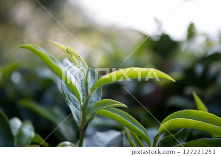 Business concept centers around fresh green tea reap background leaves organic farm with banner lush garden healthy plant tree leaves eco herbal farmer blur leaf plantation Freshness herbal natural 127221251