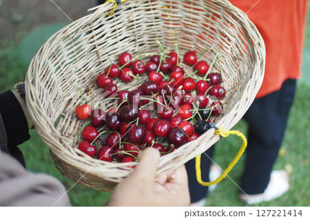 Freshly Harvested Juicy Cherries Presented Beautifully in a Woven Basket Freshly Harvested Juicy Cherries Presented Beautifully in a Woven Basket 127221414