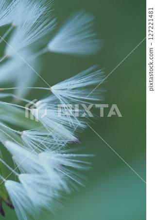 蒲公英絨毛和水滴 127221481