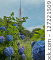 Hydrangea and Tokyo Tower 127221509