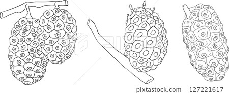 Detailed line art of noni fruits,Indian mulberry, great morinda.  127221617