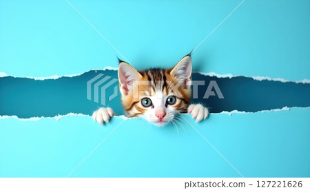 A cat peeks through a torn blue paper background 127221626