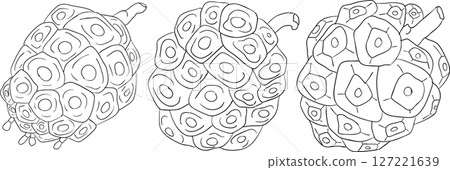 Detailed line art of noni fruits,Indian mulberry, great morinda.  127221639