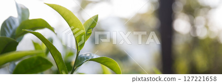 Business concept centers around fresh green tea reap background leaves organic farm with banner lush garden healthy plant tree leaves eco herbal farmer blur leaf plantation Freshness herbal natural Business concept centers around fresh green tea reap background leaves organic farm with banner lush garden healthy plant tree leaves eco herbal farmer blur leaf plantation Freshness herbal natural 127221658