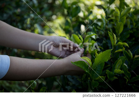 Business concept centers around fresh green tea reap background leaves organic farm with banner lush garden healthy plant tree leaves eco herbal farmer blur leaf plantation Freshness herbal natural 127221666