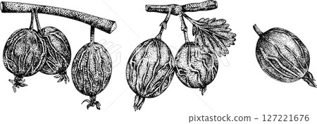 Detailed, engraving botanical illustrations of gooseberry plants Detailed, engraving botanical illustrations of gooseberry plants 127221676
