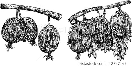 Detailed, engraving botanical illustrations of gooseberry plants Detailed, engraving botanical illustrations of gooseberry plants 127221681