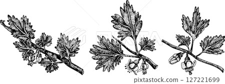 Detailed, engraving botanical illustrations of gooseberry plants Detailed, engraving botanical illustrations of gooseberry plants 127221699