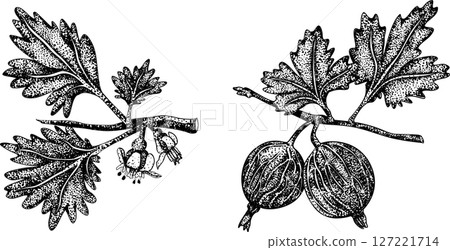 Detailed, engraving botanical illustrations of gooseberry plants Detailed, engraving botanical illustrations of gooseberry plants 127221714