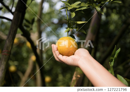 Business farm ripe orange concept farmer hand pick nature fruit citrus orchard mandarin tree growing organic lush leaves background green vibrant garden crop leaf laden branches plant close up growth 127221796